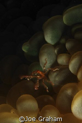 Small Gorilla Crab Swimming away, Taken on Holiday n the ... by Joe Graham 